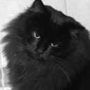 Uppkatten
